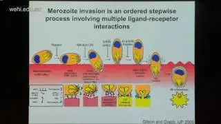 Cowman A (2016): Function of human and malaria proteins in red blood cell invasion