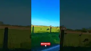 Peaceful Countryside Drive &ndash; A Moment to Breathe #shorts