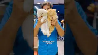 Persian kittens in Pakistan with home delivery/Cats wholesale market in Pakistan #cat #kitten #pets