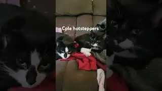Hotsteppers!!!