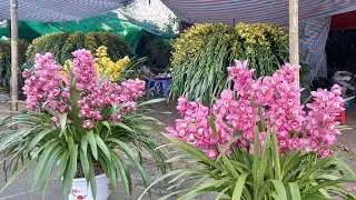 25/1 0868383345 MỘT GÓC CHỢ HOA XUÂN LAI CHÂU TOÀN SIÊU PHẨM ĐÀO ĐỊA LAN  QUÁ NHIỀU MẶT HOA LẠ ĐẸP 