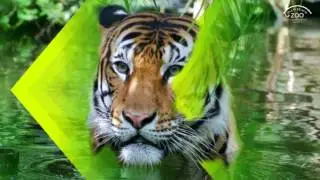 REGISTER NOW FOR THE STACEY KONWISER MEMORIAL SAVE THE TIGER 5K