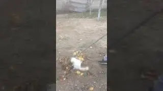 Henry XIV помогает во всем.