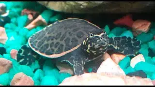 The Baby Turtles Have Arrived!