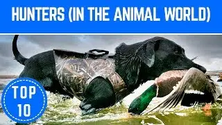 Top 10 Most Effective Hunters in the World - TTC