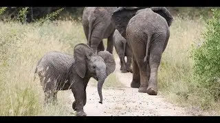 Adventures by Disney Africa Trip with Imagineer Joe Rohde