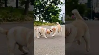 Funny Puppies Playing Video #puppy #cute #dog #pets #funny #viral #shorts