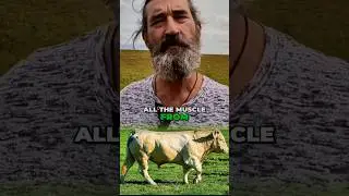 How Do Cows Get Muscular From Eating Grass? 🐄🌱💪