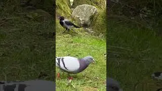 Busy Bird  Mr. Proud Crow want Seagulls to Go away