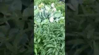 Kens garden