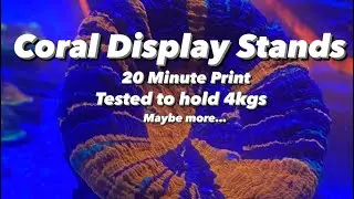 Coral Colony Display Stand