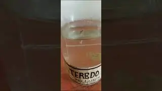 ##Teredo#BSC 2 semester##