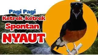 4WAS BOSS‼️pancingan murai batu gacor sangat AMPUH jadikan murai DIAM langsung bunyi GACOR nyaut