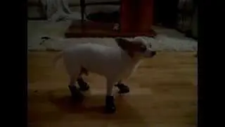 Luke the dog 4 step walk
