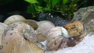 neolamprologus similis fry & hunting for scuds!