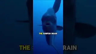 The Most USELESS Fish 😱 #shorts
