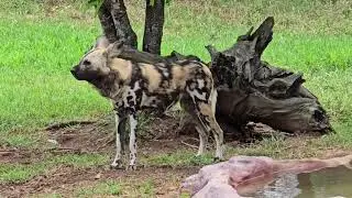 The Incredible African Wild Dogs &ndash; Nature&rsquo;s Painted Wolves Australia