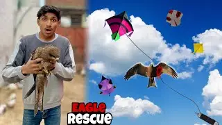 Injured eagle 🦅 rescue ki 😰 