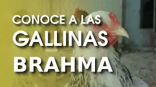 Gallina Brahma gigante 🐔 | El rey de todas las aves de corral