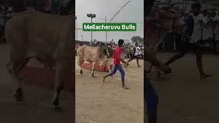 Bulls Race #shiva #lordshiva #telugu #telangana #devotional #jathara #bull #hindugod #hindu #shorts