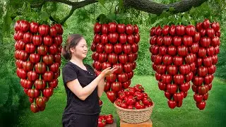 Harvesting Fresh Bell Peppers, Making bell peppers sauce - Village's Traditional sauce
