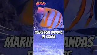 Pez Mariposa no es Bueno para An&eacute;mona Aiptasia