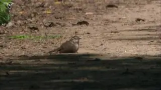 Bewick's Wren Takes a Dust Bath