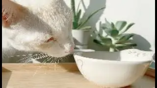 ASMR Cat Eat Can Food With Quail Egg On It &bull; ASMR
