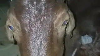 desi goat desi bakri | #short video