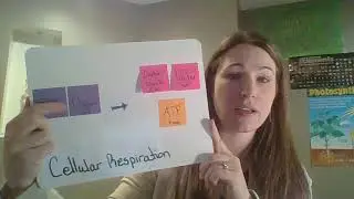 How does your body get energy overview
