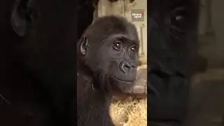 Baby gorilla recovering well after rescue from plane in Turkey 🦍