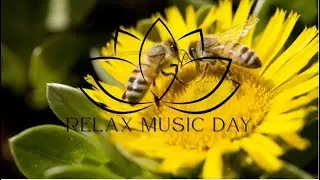 Relaxing Music with Bees and Flowers 🌼 | Nature Sounds for Stress Relief and Deep Relaxation