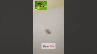 Found a fire fly#shorts#viral#viralshorts#insects#firefly#nature#relaxing#fun#informative#little