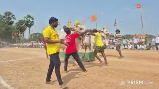 8 th Jatha Juniors Bulls |  నాదెండ్ల ఒంగోలు ఎద్దుల పందెం