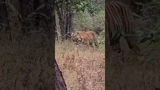 Panna tiger reserves best zone #shortvideo #funny #wildlife #forest #tiger #trending #shorts