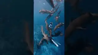 Девушки с акулами 😲 Подводный мир/ Undersea world #ocean #shorts #short #underseaworld #подводныймир