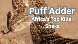 Deadly and Venomous Puff Adder:  Snake with Most kills in Africa