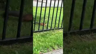 Видео про прошлую белку залетело 😂 ловите про еще одну 🐿️#белка #белочки #белочка #белкаlifestyle