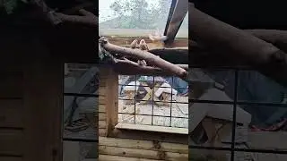 My bird aviary inside adventure
