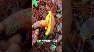 兰茂牛肝菌 烹饪不当会导致中毒的美味野生菌#上个热门吧 #创作者中心 #创作灵感 #野生菌 #大自然的馈赠