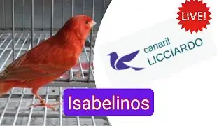 ISABELINOS