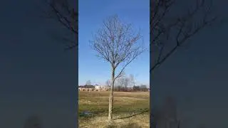 What do you see? How many? (Sunny day on St. Patrick&rsquo;s Day in Canada, Mar.17, 2022)