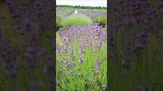 Gradina de Lavanda - Cocorăștii Mislii jud  Prahova - Iunie 2023