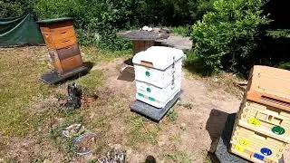 Defender Update and Swarm Capture