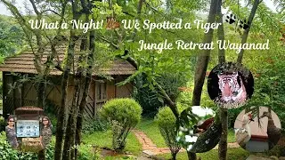 Tiger Outside our Resort gate! 😱 | Jungle Retreat, Wayanad Stay Experience 🐅 🐾