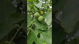 #shorts#shortvideo # Enjoy rural Life