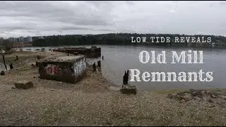 Exploring Port Moody Shoreline Trail, Old Mill Site & Fish Hatchery | Scenic Vancouver Hike