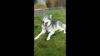 Stop Dog from jumping and Climbing  Fence