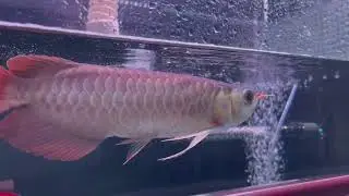 KAPUAS SUPER RED AROWANA (BEGINNER&rsquo;S PURCHASE)