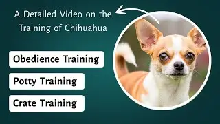 Training a Chihuahua - Obedience Training, Potty Training, Crate Training